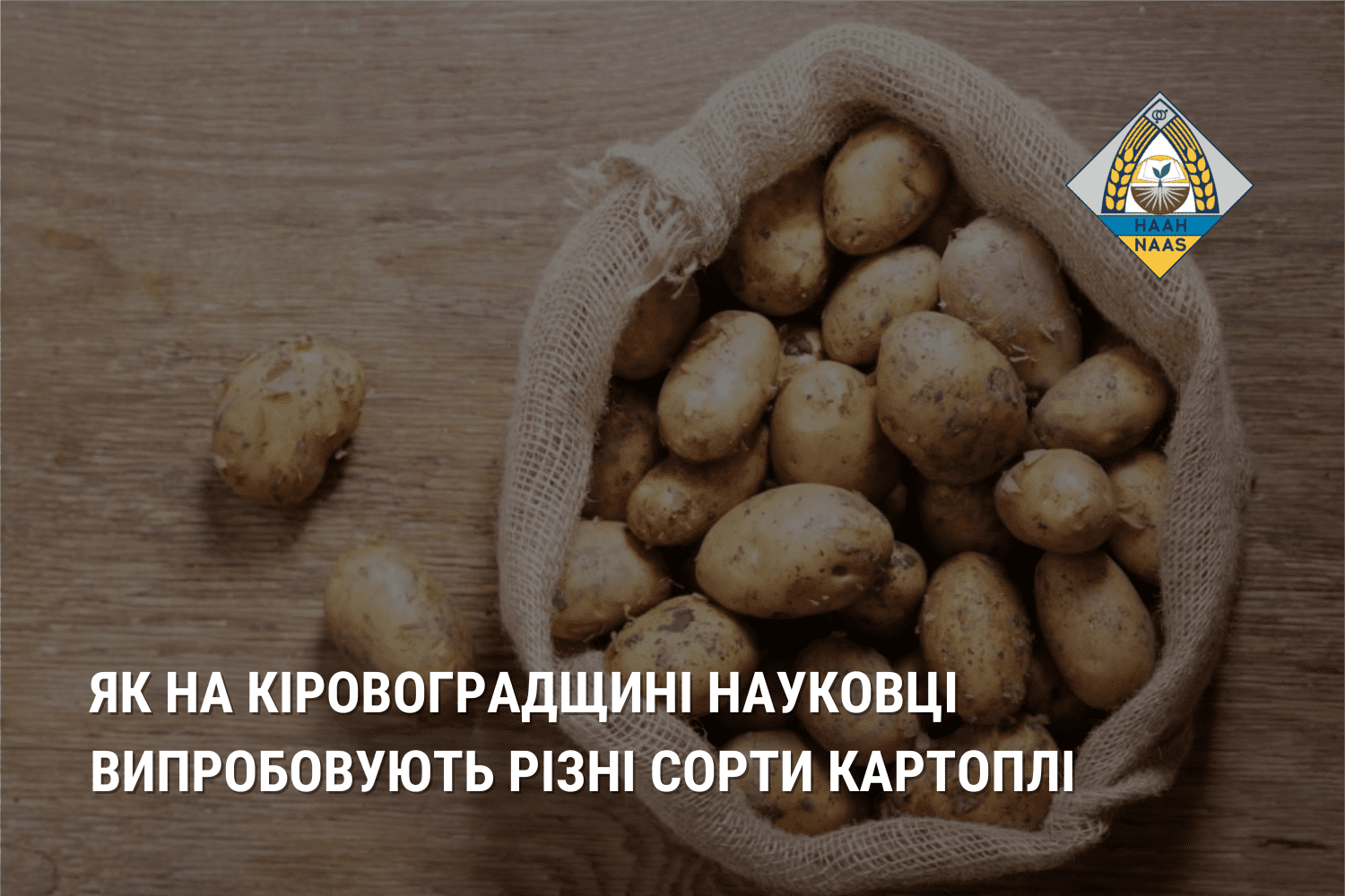 Як на Кіровоградщині науковці випробовують різні сорти картоплі